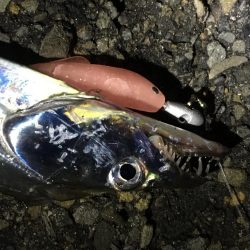 雨の中の太刀魚釣り